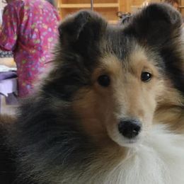 Shetland Sheepdogs from Windy Creek Shelties