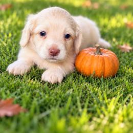 Steele 3830.00 AKC - Cream male Dachshund puppy in Saginaw, Texas from Saginaw Dachshunds