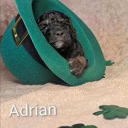 Adrian - Black and tan male Cockapoo puppy in Sunset, Louisiana from Cano Cockapoos