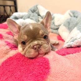 WILLOW 4300 - Tricolors female French Bulldog puppy in Blue Ridge, Texas from Beason’s HomeGrown Frenchies
