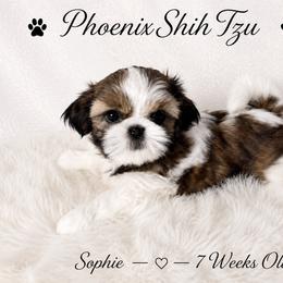 Sophie - Tricolor female Shih Tzu puppy in Hayden, Idaho from Phoenix Shih Tzu