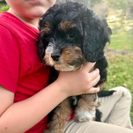 Rosie Cotton - Brown white and tan female Cockapoo puppy in Tallahassee, Florida from Panhandle Pups