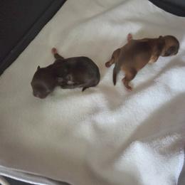 Chocolate boy - Chocolate male Chihuahua puppy in Richmond, Virginia from Breens