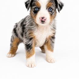 Indie - Blue merle female Miniature Australian Shepherd puppy in Louisville, Mississippi from Kristy’s Kennels