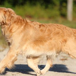 Twilight - Golden Retriever