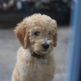 Golden Retriever, Goldendoodle, and Poodle Puppies from Down Home Doodles