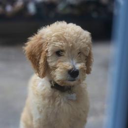 Golden Retriever, Goldendoodle, and Poodle Puppies from Down Home Doodles