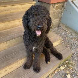 Arturo - Aussiedoodle