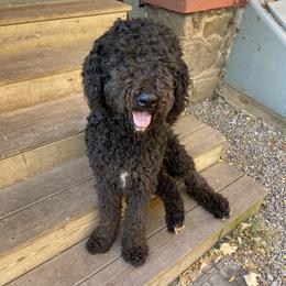 Arturo - Aussiedoodle