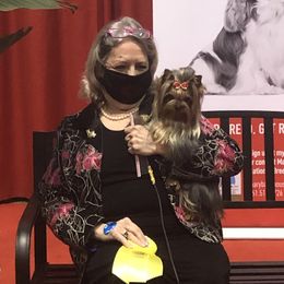 Yorkshire Terrier Puppies from Sassyville Yorkies