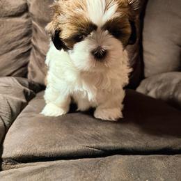 Amos - Brindle and white male Shih Tzu puppy in Scottdale, Pennsylvania from Nancy’s Majestic Shih Tzus