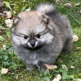 Mitzi - Pomeranian