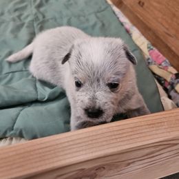 Yogi - Blue speckled male Australian Cattle Dog puppy in Cora, Wyoming from Lyla Hinman's Australian Cattle Dogs