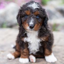Tigers Eye (ORANGE collar) - male Australian Mountain Doodle puppy in Highland, Utah from Angel Pups Deluxe