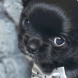 AKC Fluffy girl 1 - Chihuahua puppy from Nadezhda's Chihuahuas