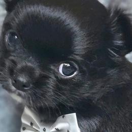 AKC Fluffy girl 1 - Chihuahua puppy from Nadezhda's Chihuahuas
