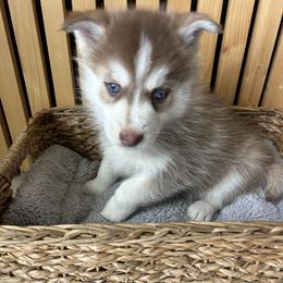 Pax - Red and white male Pomsky puppy in Pasco County, Florida from Pomsky Hills