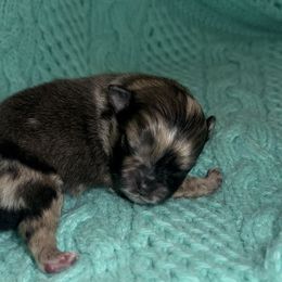 CKC-SPB2 - Chocolate merle male Pomeranian puppy in Lagrange, Georgia from Harringtons Pomeranian Playground