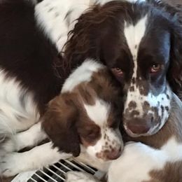 English Springer Spaniels from II Shea Ranch