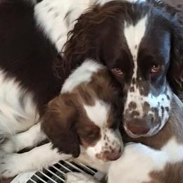 English Springer Spaniels from II Shea Ranch