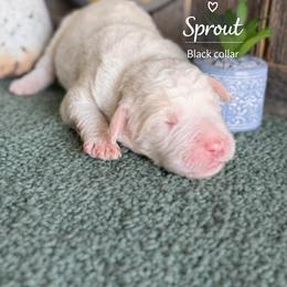 Sprout-black collar - Apricot male Saint Berdoodle puppy in Paw Paw, Michigan from ProAct Canines