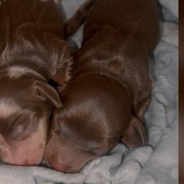 Boy - Chocolate and tan male Dachshund puppy in Lordsburg, New Mexico from Bootheel Doxies