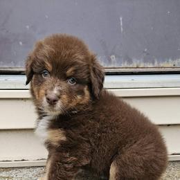 Godiva - Red tri-color female Australian Shepherd puppy in Fultonville, New York from Sandy Aussies & Pomeranians