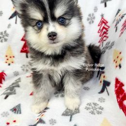 Joplin - Black and white female Pomsky puppy in Sheffield, Iowa from Clover Ridge Pomskies