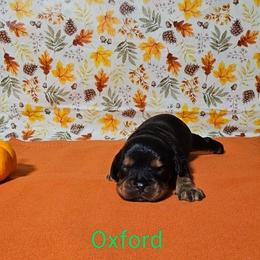 Oxford - Black and tan male Cavalier King Charles Spaniel puppy in Rochelle, Illinois from Lakeview Cavaliers