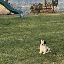 Legolas - White and brown male Saint Bernard puppy in Ramona, California from Buendias Ranch Saint Bernards & Bernese Mountain Dogs