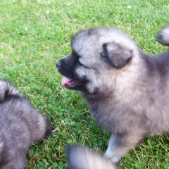 Keeshond Puppies from Keeshond Country Paradise