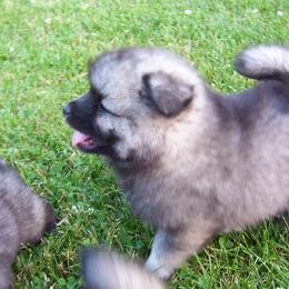 Keeshond Puppies from Keeshond Country Paradise