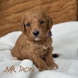 Mr. Iron - Red male Cavapoo puppy in Sacramento, California from Dandy Doodles Goldendoodles