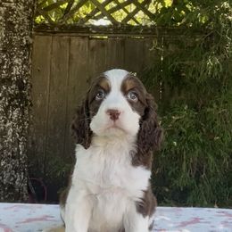 I'm A Little Teapot 'Caddy' - Liver white and tan male English Springer Spaniel puppy in Scio, Oregon from Starlet Springers