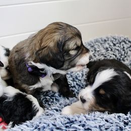 Bernedoodle, Goldendoodle, and Poodle Puppies from Raintree Standard Poodles & Mini Doodles