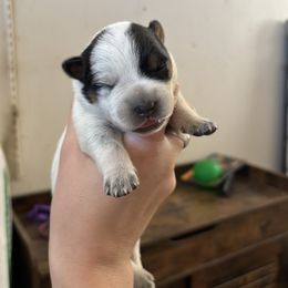 Windy - Blue speckled female Australian Cattle Dog puppy in Ellensburg, Washington from Boondock Bandits