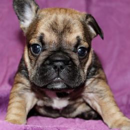 French Bulldogs from North Coast Frenchies