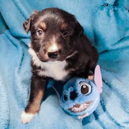 Sabu Dastagir - Black tri male Miniature Australian Shepherd puppy in Cleveland, Ohio from Double Moon