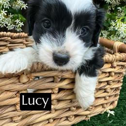 Lucy - Black tri-color female Aussiedoodle puppy in Bakersfield, California from Annie's Aussies