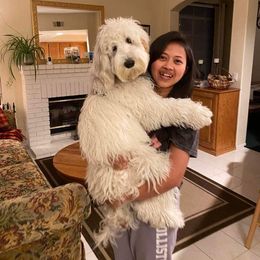 Australian Labradoodle All Grown Up from Kindred Hollow Labradoodles