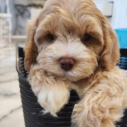 Cockapoo and Goldendoodle Puppies from Robbin's Treasures
