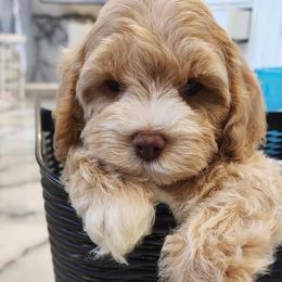 Cockapoo and Goldendoodle Puppies from Robbin's Treasures