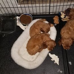 Cavalier King Charles Spaniel Puppies from Cavaliers of the County Macon