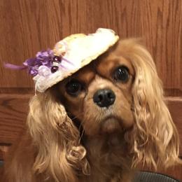 Cavalier King Charles Spaniels from Silverspoon Cavaliers