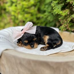 Cavalier King Charles Spaniel Puppies from Ruby’s puppies