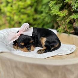 Cavalier King Charles Spaniel Puppies from Ruby’s puppies
