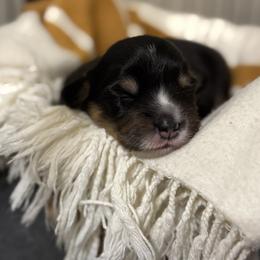 American Corgi puppies from AB Corgis