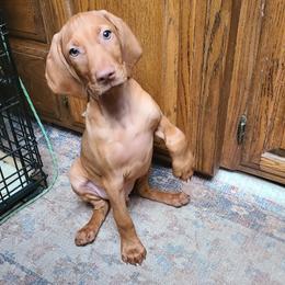 Boy 3 - male Vizsla puppy in Bellingham, Washington from Mountain View Vizslas