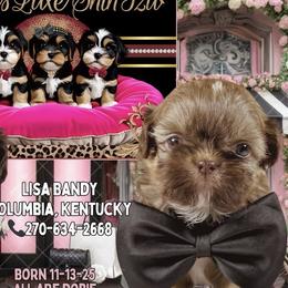 Mack - Liver male Shih Tzu puppy in Columbia, Kentucky from Lisa Bandy Shih Tzu