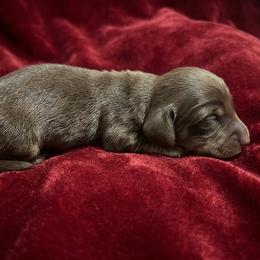 Boy Akc - Chocolate and cream male Dachshund puppy in Lehigh Acres, Florida from Ruby Rose Dachshund Dynasty